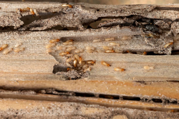 Best Wildlife Control Services  in East Foothills, CA